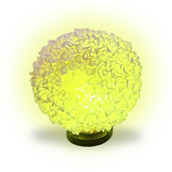 Coral Shell Table Lamp